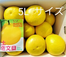 ☆高知産☆　５Lサイズ　約１０Kg　訳あり　露地文旦　超大玉　１１～１３玉前後入り　☆　家庭用☆　_画像1