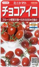 ●ミニトマト●　【チョコアイコ】　サカタのタネ_画像1