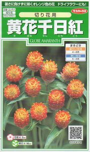 ◆千日紅◆　【黄花千日紅切花用】　サカタのタネ