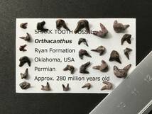 サメ 歯 化石 オルサカンサス [OR10] サメの歯 鮫の歯 鮫 牙_画像1