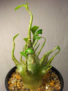 送料込【ブラックドワーフ多頭】BLACKアデニウムドワーフ セラアート4号ロングごと発送 adenium dwarf arabicum black skin　B105