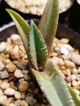 《M.W.L.GREEN》Agave titanota black pantherアガベチタノタ 黒豹 TC ネームステッカー付き ①_画像2