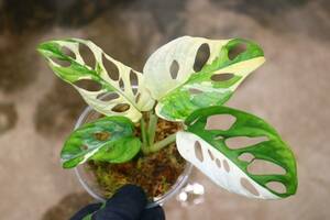 No.05/-TGK-/マドカズラ/モンステラ アダンソニー ‘白斑入り’/Monstera adansonii ‘White Variegated‘