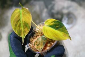 No.08/-TGK-r50404-/philodendron micans ’Variegated‘/フィロデンドロン ミカンス ’斑入り‘