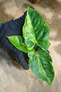 No.026/-TGK-/Anthurium Andreanum ‘Nana Variegated’ アンスリウム アンドレアナム　‘ナナ バリエゲイテッド‘ 