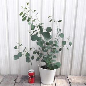 「ユーカリ・ポリアンセモス＊Eucalyptus polyanthemos」５号　写真同等品　