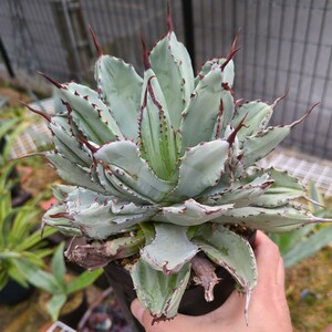  agave Cubic present condition seedling pulling out seedling succulent plant Agave PlayStation la deep 120