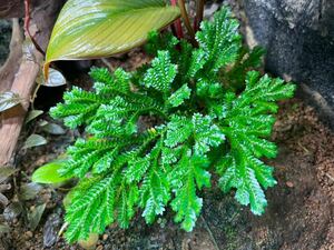 Selaginella sp.Malaysia Cameron Highlands カット苗 セラギネラ/パルダリウム/熱帯植物