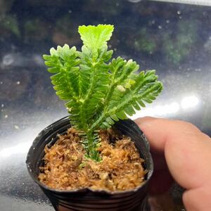 Selaginella sp. Nanga Pinoh カット苗　セラギネラ/パルダリウム/熱帯植物