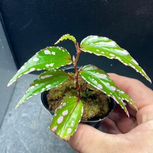 Begonia sp.Nanga pinoh 1株　原種ベゴニア/熱帯植物/パルダリウム/ビバリウム