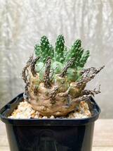 Euphorbia gamkensis F33【良型】 ユーフォルビア ガムケンシス_画像4