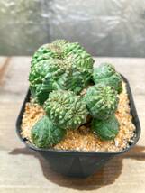 Euphorbia obesa F50【綴化・モンスト】ユーフォルビア オベサ_画像3