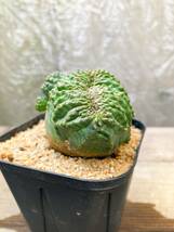 Euphorbia obesa F50【綴化・モンスト】ユーフォルビア オベサ_画像7