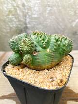 Euphorbia obesa F50【綴化・モンスト】ユーフォルビア オベサ_画像6