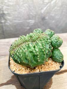 Euphorbia obesa F50【綴化・モンスト】ユーフォルビア オベサ
