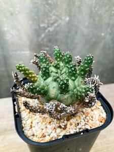 Euphorbia gamkensis F63【良型】 ユーフォルビア ガムケンシス