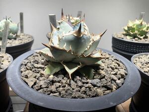 “実生選抜株” Agave titanota Blue/白豪刺. 包心龍 .オテロイ. BlueRhino.悪魔くん.台湾白鯨 .SAD シーザー 星空 緑犀.魔丸 .清櫻 .皇冠 