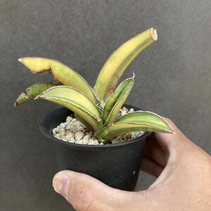 【斑入り】 サンセベリア pfisteri variegated サンスベリア sansevieria