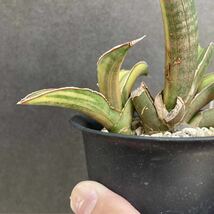 【斑入り】 サンセベリア pfisteri variegated サンスベリア sansevieria_画像4