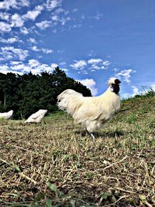 東京烏骨鶏の卵　有精卵　ニワトリ　烏骨鶏の孵化　送料無料　6個セット、