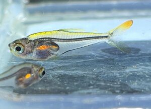  Rainbow crystal Tetra (WILD). included approximately 1~1.5cm rom and rear (before and after) 1 pcs 
