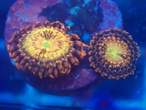 ☆USA☆ Orange Nebula 2Polyp サンゴ マメスナ 