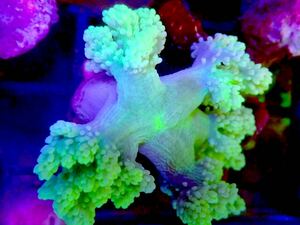 【New aquarium】【サンゴ】カワラフサトサカ メタリックグリーン Ｎｏ．3 海水魚 個体販売 ソフトコーラル