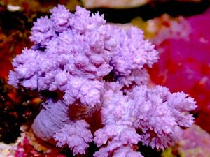 【New aquarium】【サンゴ】沖縄産 極美！！スジチヂミトサカ ウスパープル ±8cmソフトコーラル 個体販売