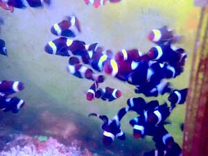 激安！【New aquarium】【海水魚】ブリード ブラックオセラリス ±3-5cm 1匹 サンゴ クマノミ サンプル画像 バンドランダム
