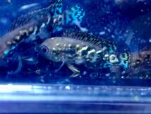 【New aquarium】【熱帯魚】エレクトリックブルージャックデンプシー ±3-4cm サンプル画像 シクリッド_画像3