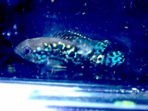 【New aquarium】【熱帯魚】エレクトリックブルージャックデンプシー ±3-4cm サンプル画像 シクリッド