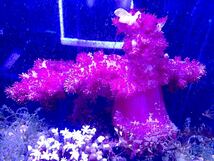 1円出品！【New aquarium】【サンゴ】オオトゲトサカ XLサイズ Ｎｏ．1 ±10-15cm 海水魚 個体販売 ソフトコーラル_画像1