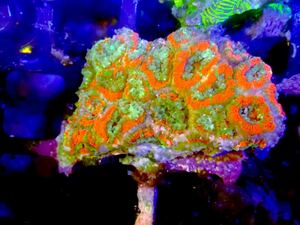 1円出品！【New aquarium】【サンゴ】アマクサオオトゲキクメイシ スペシャルカラー Ｎｏ．1 ±5cm LPSハードコーラル 個体販売
