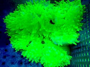 【New aquarium】【サンゴ】サンゴイソギンチャク スーパーメタリックグリーン ±10-15cm 個体販売 サンゴ 海水魚