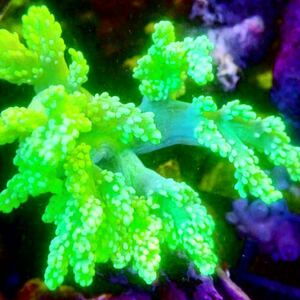 【New aquarium】【サンゴ】カワラフサトサカ メタリックグリーン Ｎｏ．1 海水魚 個体販売 ソフトコーラル