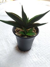 サンスベリア サワディー Sansevieria サンセベリア 観葉植物 多肉植物 アガベ サボテン パキポディウム_画像1