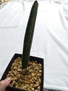 サンスベリア サイナスシミオルム R1734 Sansevieria サンセベリア 観葉植物 多肉植物 アガベ サボテン パキポディウム