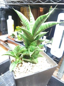 サンスベリア ミラージュ Sansevieria サンセベリア 観葉植物 多肉植物 アガベ サボテン パキポディウム