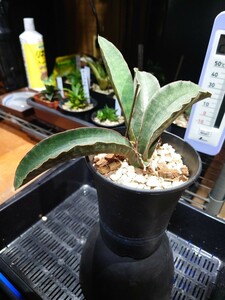 サンスベリア イーグルクロー Sansevieria サンセベリア 観葉植物 多肉植物 アガベ サボテン パキポディウム