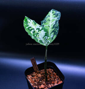 【１円スタート】　aglaonema pictum　“Quattro Ares”　アグラオネマ ピクタム クワトロアレス