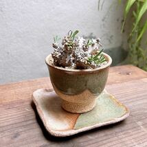 ユーフォルビア 峨眉山 群生 ② Euphorbia collection #インテリア雑貨 #群生 #和風インテリア_画像3