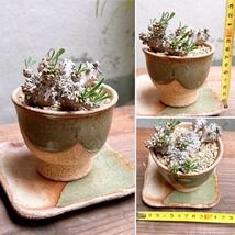 ユーフォルビア 峨眉山 群生 ② Euphorbia collection #インテリア雑貨 #群生 #和風インテリア_画像10