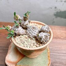 ユーフォルビア 峨眉山 群生 ② Euphorbia collection #インテリア雑貨 #群生 #和風インテリア_画像9