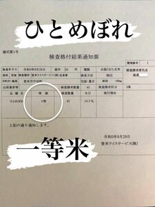 玄米　5キロ　お試しサイズ　令和5年産　ひとめぼれ　一等米　宮城県登米市中田町