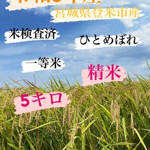 白米　精米　令和5年産　一等米　5キロ　宮城県登米市中田町　ひとめぼれ