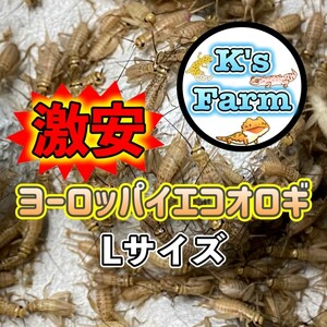 (寒冷地仕様発泡スチロール容器)300匹+20%+(死着保証10%)　　　　Lサイズ(1.5cm～成虫)　激安ヨーロッパイエコオロギ