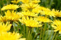 ■京都産　白花30粒＋黄花30粒　シロバナタンポポの種30粒＋カンサイタンポポの種30粒　Dandelion しろばなたんぽぽ　かんさいたんぽぽ_画像9