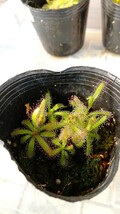 ドロセラ システィフロラ 赤花 R3 食虫植物 モウセンゴケ_画像7