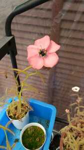 ドロセラ システィフロラ Lt2 サーモンピンク花 Drosera cistiflora 食虫植物