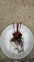 サラセニア 交配種 sarracenia firemouth ③ 食虫植物_画像3